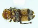Enoclerus coccineus - photo 2