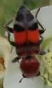 Enoclerus coccineus - photo 3