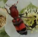 Enoclerus coccineus - photo 4