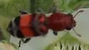 Enoclerus coccineus - photo 5