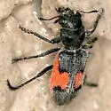 Enoclerus cordifer