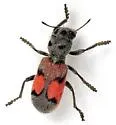 Enoclerus cordifer - photo 2