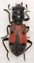 Enoclerus cordifer - photo 4