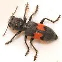 Enoclerus cordifer - photo 5
