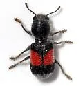 Enoclerus hoegei - photo 2