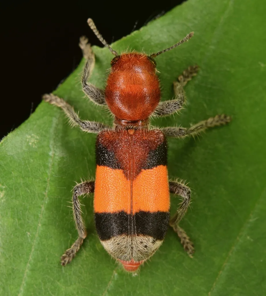 Orange-banded Checkered Beetle - photo 2