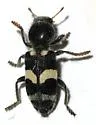 Enoclerus laetus - Enoclerus laetus