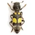 Enoclerus laetus - photo 2