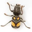 Enoclerus laetus - photo 3