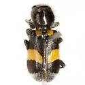Enoclerus laetus - photo 4