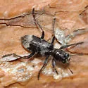 Enoclerus lecontei - photo 2