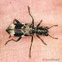 Enoclerus lecontei - photo 3