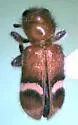 Enoclerus lunatus