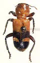 Enoclerus lunatus - photo 2