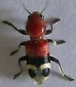 Enoclerus lunatus - photo 3