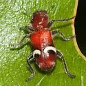 Enoclerus lunatus - photo 4