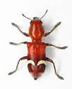 Enoclerus lunatus - photo 5