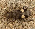 Enoclerus luscus - photo 2