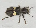 Enoclerus luscus - photo 3