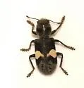 Enoclerus luscus - photo 4