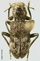 Enoclerus moestus - photo 2