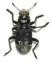 Enoclerus moestus - photo 3