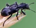 Enoclerus moestus - photo 5