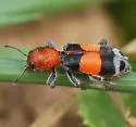 Enoclerus muttkowskii - photo 2