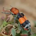 Enoclerus muttkowskii - photo 3