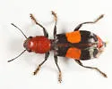 Enoclerus muttkowskii - photo 4