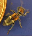 Enoclerus nigrifrons - photo 2