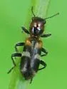 Enoclerus nigrifrons - photo 3