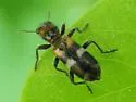 Enoclerus nigrifrons - photo 4