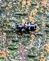 Enoclerus nigrifrons - photo 5