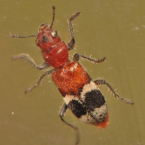 Enoclerus nigripes - photo 2