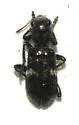 Enoclerus ocreatus