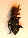Enoclerus ocreatus - photo 2