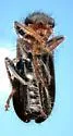 Enoclerus ocreatus - photo 4