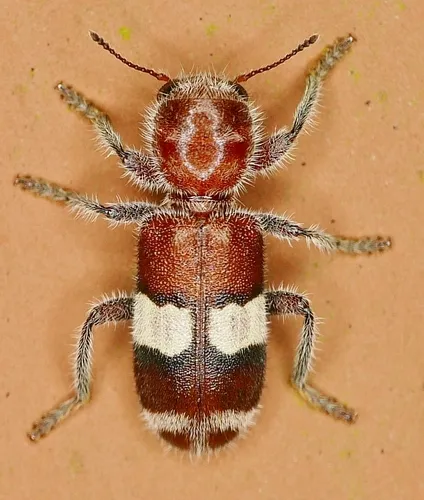 Enoclerus quadrisignatus - Enoclerus quadrisignatus