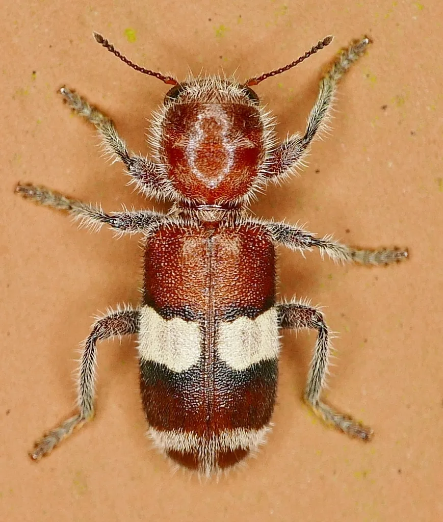 Enoclerus quadrisignatus - photo 2