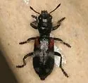 Enoclerus schaefferi - Enoclerus schaefferi