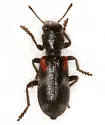 Enoclerus schaefferi - photo 2