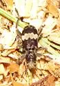 Red-bellied Checkered Beetle - photo 2