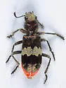 Red-bellied Checkered Beetle - photo 3