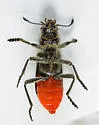 Red-bellied Checkered Beetle - photo 4