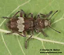 Red-bellied Checkered Beetle - photo 5