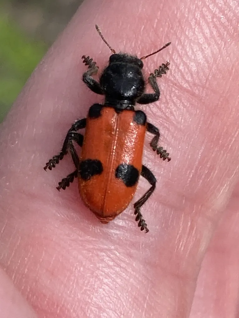 Handsome Yucca Beetle - photo 2