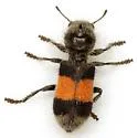 Enoclerus vetus