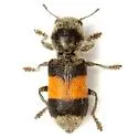 Enoclerus vetus - photo 2