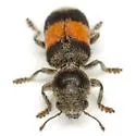 Enoclerus vetus - photo 4